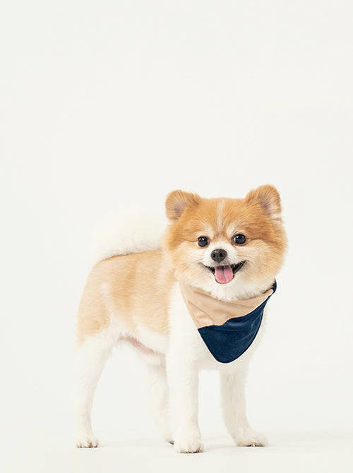 Pawchella (Spring/Summer Festival Drop)