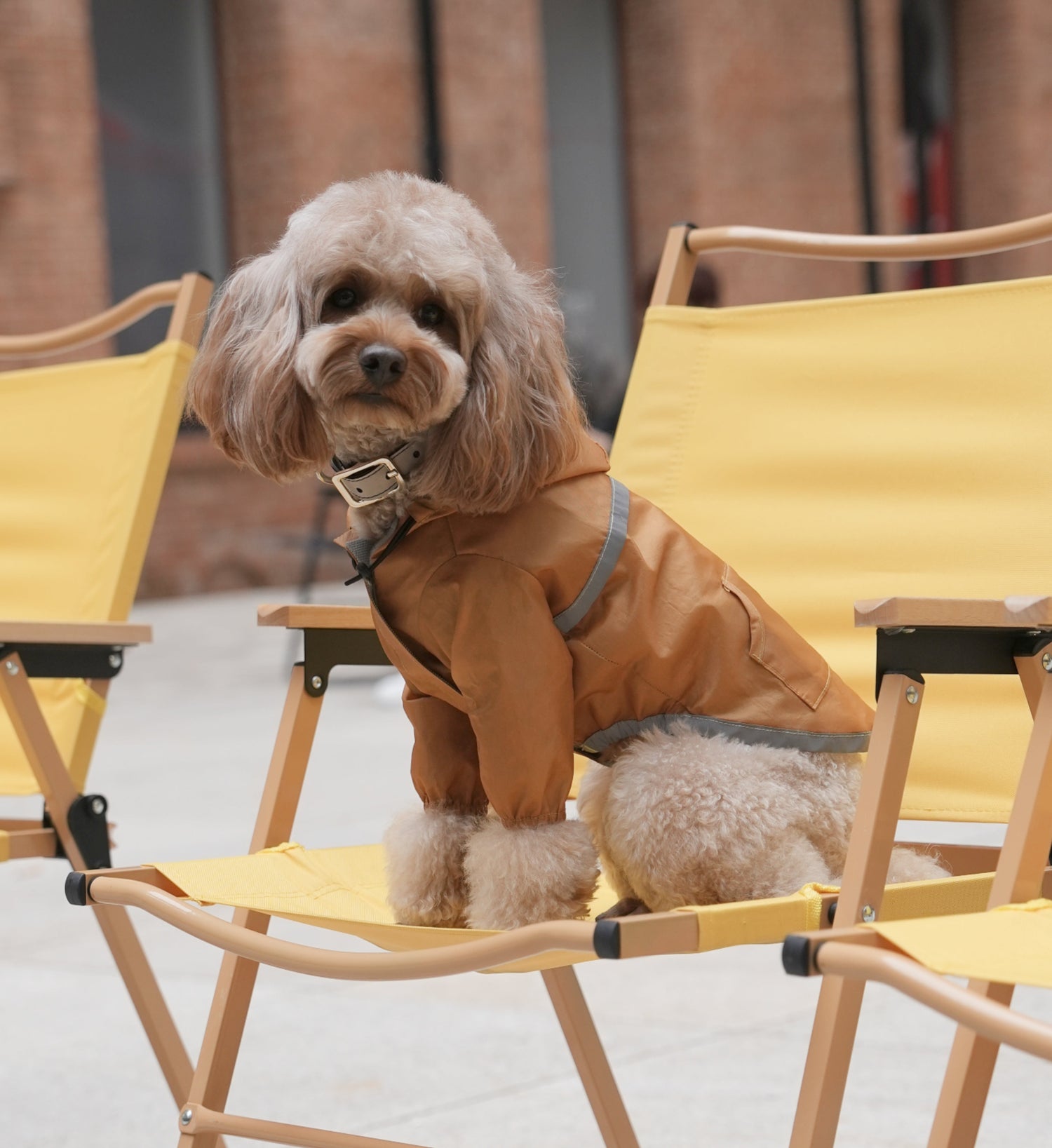 Après Bark (Fall/Winter Cozy Drop)